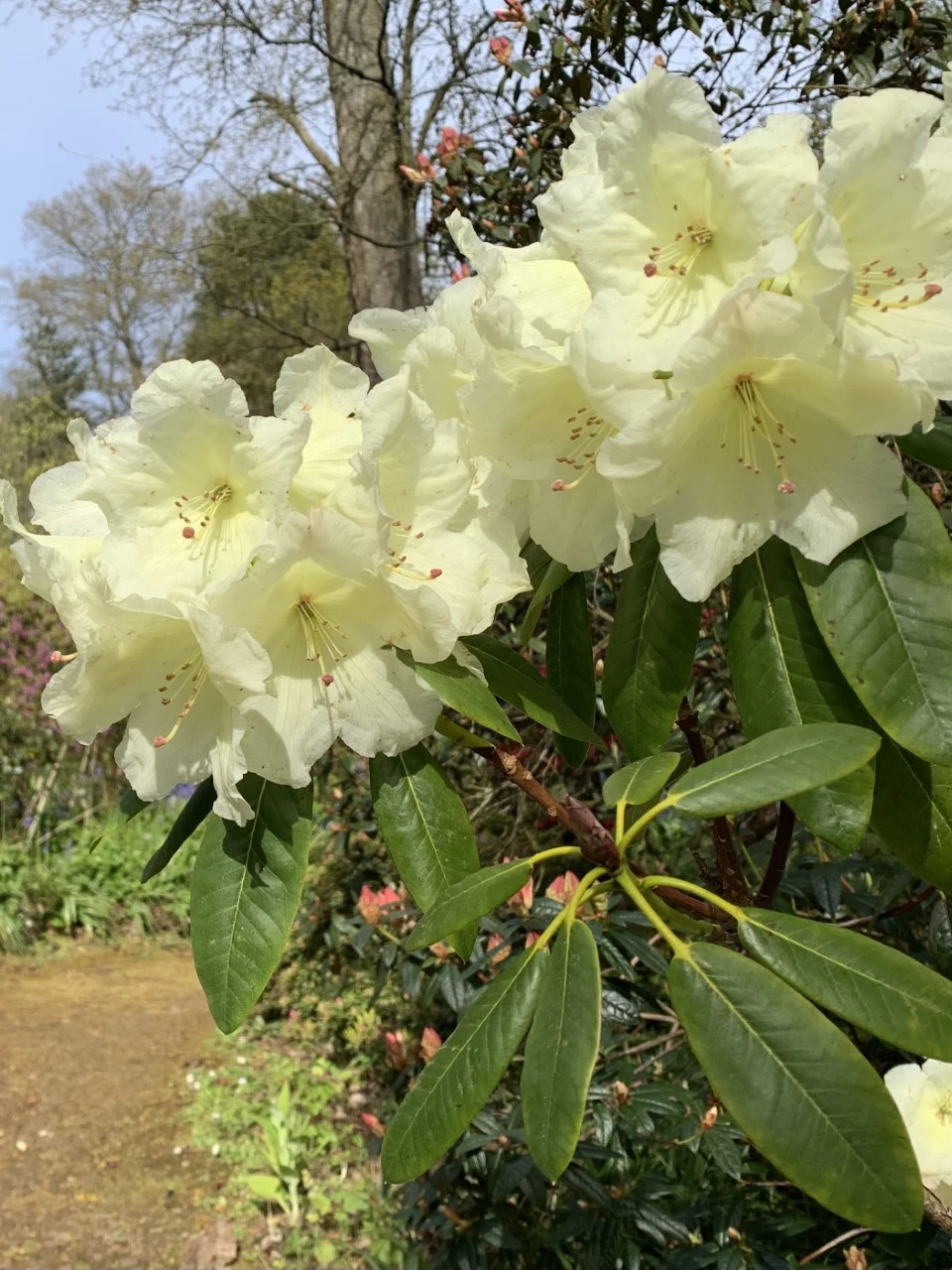 'Katharine Fortescue'